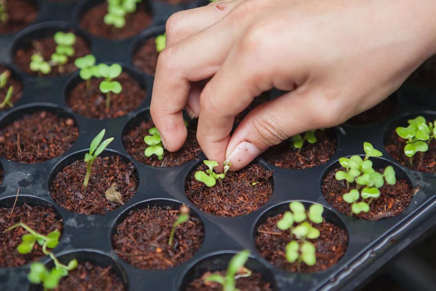 horticulturist-seeding-plants horticulturist-seeding-plants